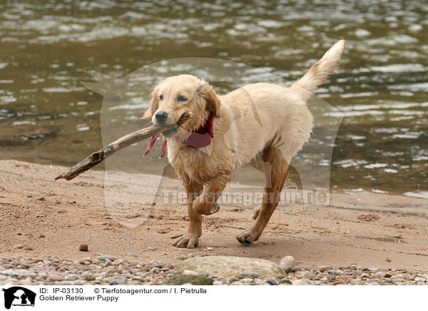 Golden Retriever Welpe / Golden Retriever Puppy / IP-03130