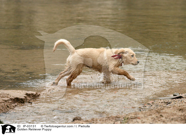 Golden Retriever Welpe / Golden Retriever Puppy / IP-03131