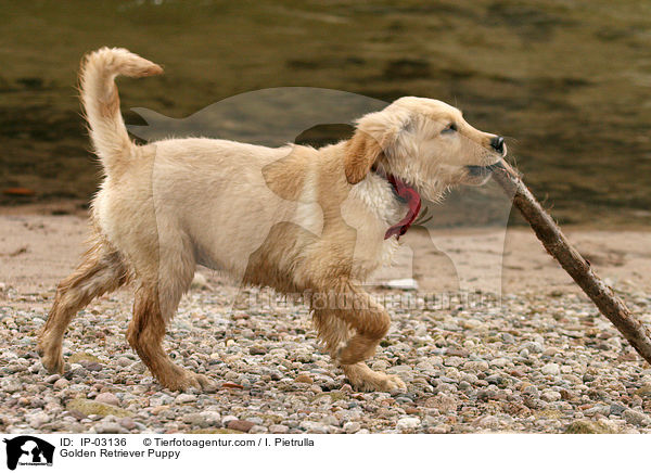 Golden Retriever Welpe / Golden Retriever Puppy / IP-03136