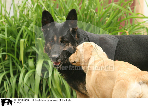 2 dogs / IP-03646