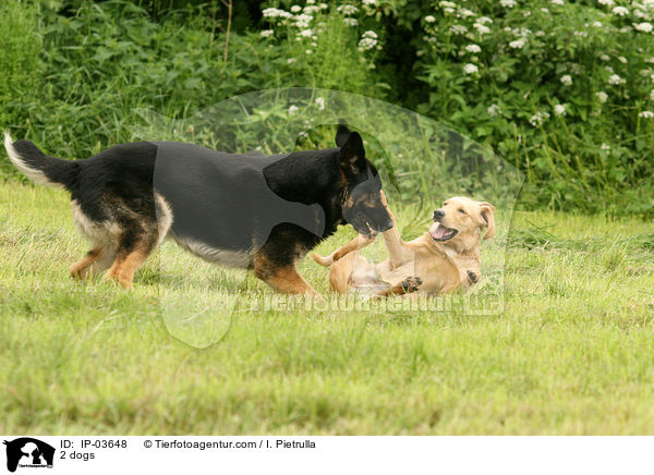 2 dogs / IP-03648