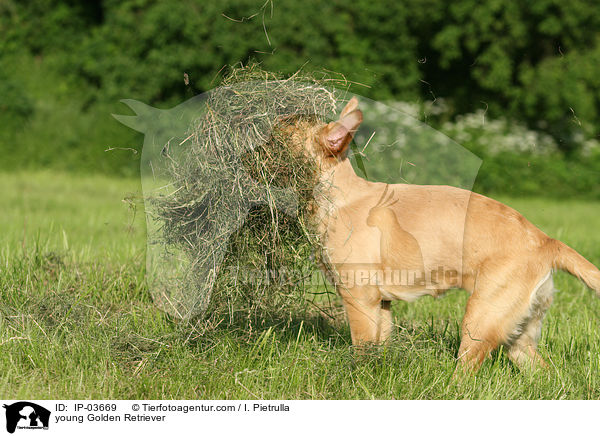 junger Golden Retriever / young Golden Retriever / IP-03669