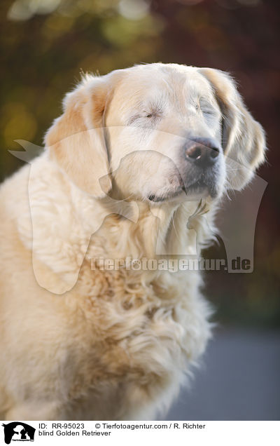 blinder Golden Retriever / blind Golden Retriever / RR-95023