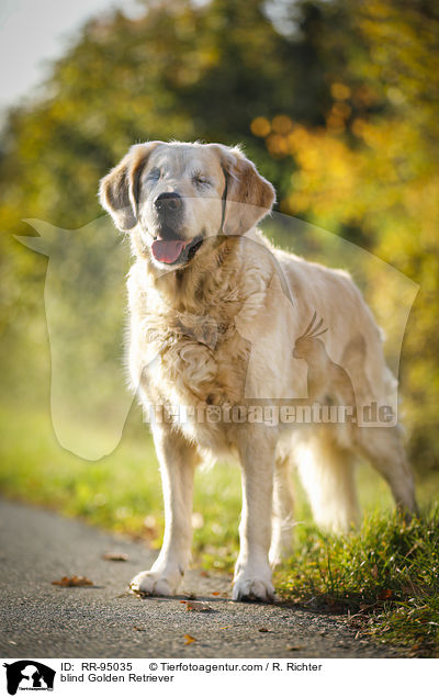 blinder Golden Retriever / blind Golden Retriever / RR-95035