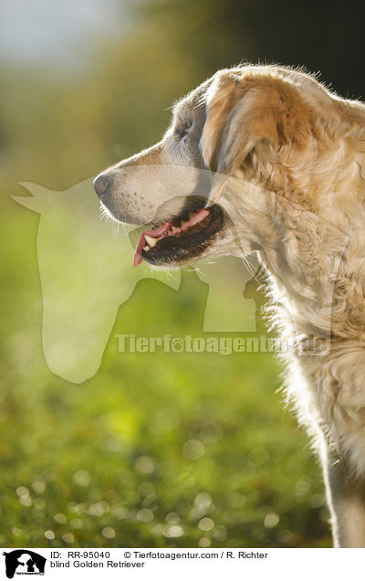 blinder Golden Retriever / blind Golden Retriever / RR-95040
