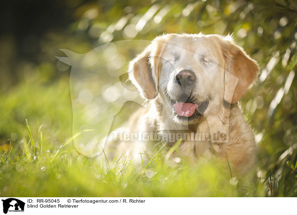 blinder Golden Retriever / blind Golden Retriever / RR-95045