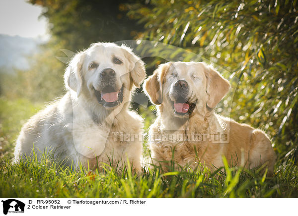 2 Golden Retriever / 2 Golden Retriever / RR-95052