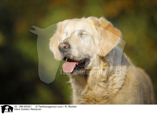 blinder Golden Retriever / blind Golden Retriever / RR-95061