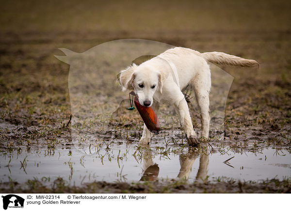 junger Golden Retriever / young Golden Retriever / MW-02314