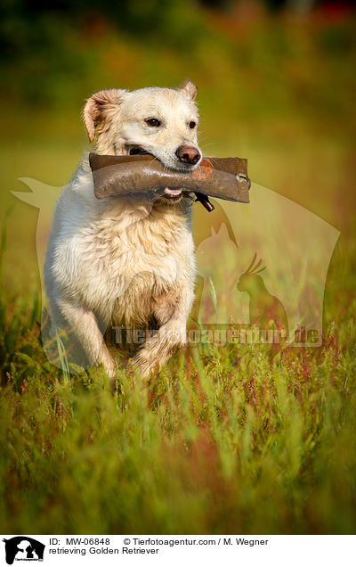 retrieving Golden Retriever / MW-06848
