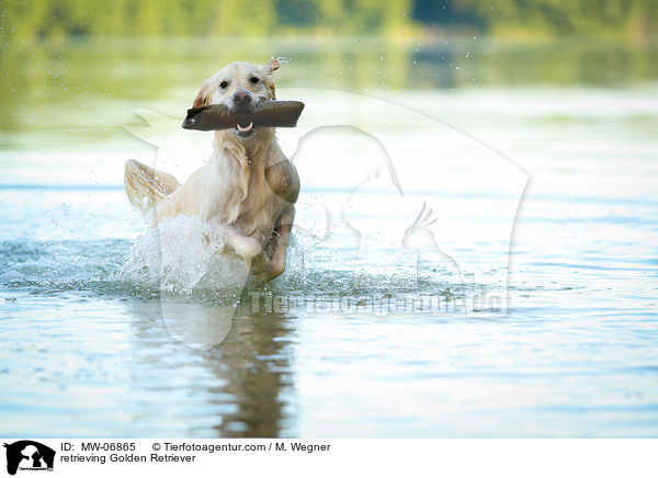 retrieving Golden Retriever / MW-06865