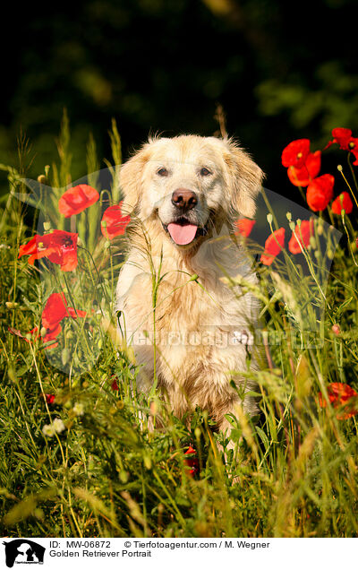 Golden Retriever Portrait / Golden Retriever Portrait / MW-06872
