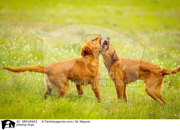 spielende Hunde / playing dogs / MW-06942