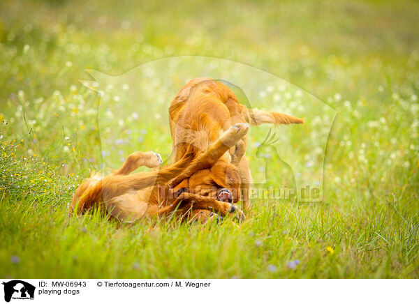spielende Hunde / playing dogs / MW-06943