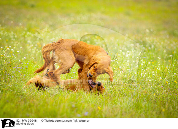 spielende Hunde / playing dogs / MW-06948