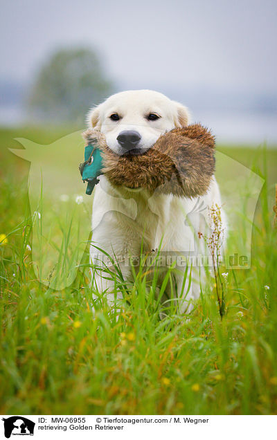 retrieving Golden Retriever / MW-06955