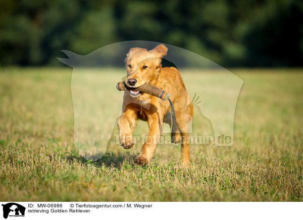 retrieving Golden Retriever / MW-06986