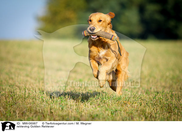 retrieving Golden Retriever / MW-06987