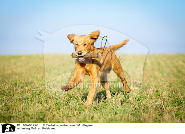 retrieving Golden Retriever / MW-06990