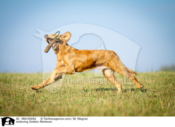 retrieving Golden Retriever / MW-06992