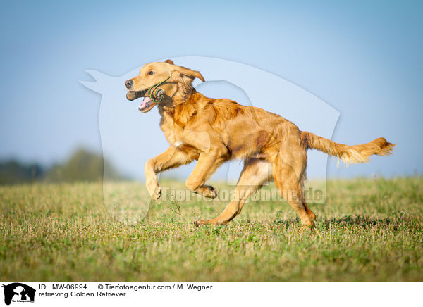 retrieving Golden Retriever / MW-06994