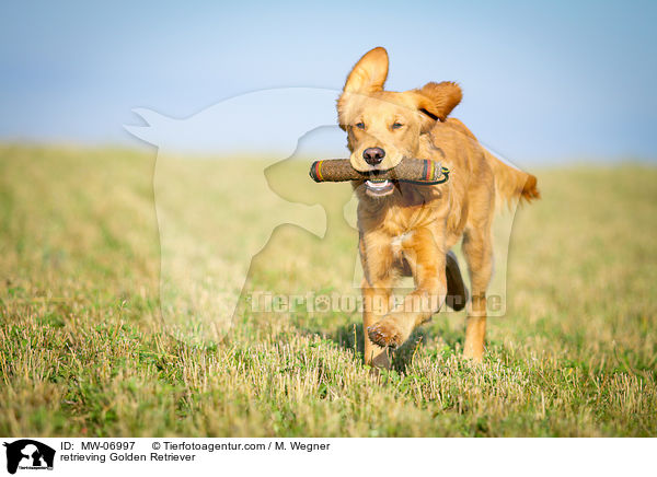 retrieving Golden Retriever / MW-06997