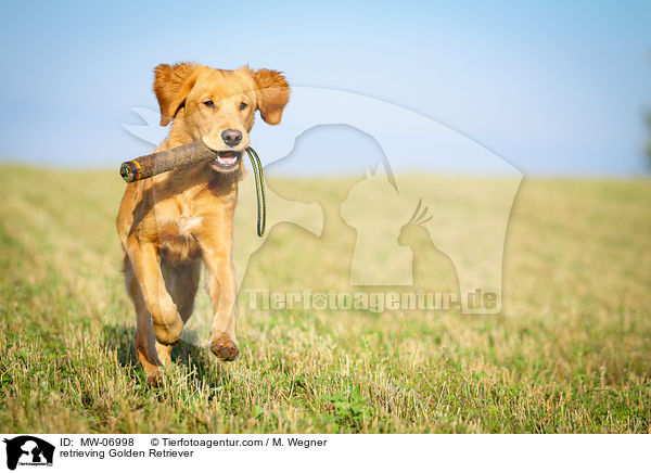 retrieving Golden Retriever / MW-06998