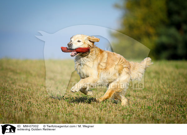 retrieving Golden Retriever / MW-07002