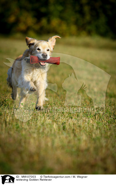 retrieving Golden Retriever / MW-07003