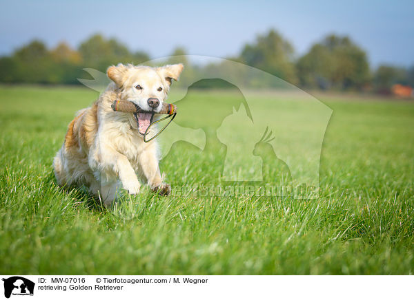 apportierender Golden Retriever / retrieving Golden Retriever / MW-07016