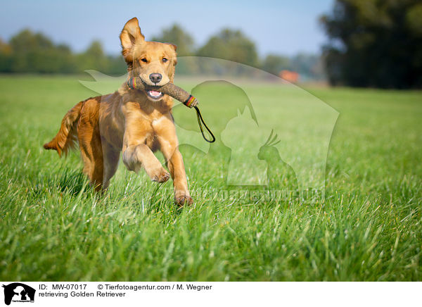 apportierender Golden Retriever / retrieving Golden Retriever / MW-07017