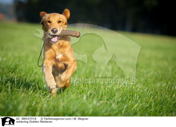 apportierender Golden Retriever / retrieving Golden Retriever / MW-07018