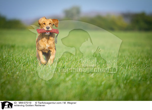 apportierender Golden Retriever / retrieving Golden Retriever / MW-07019