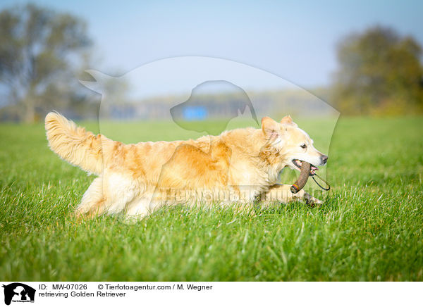 apportierender Golden Retriever / retrieving Golden Retriever / MW-07026