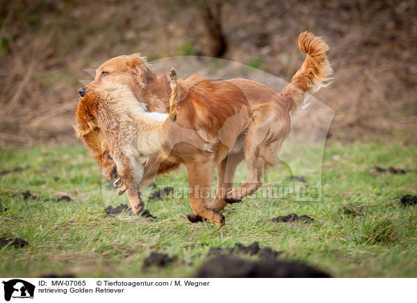 apportierender Golden Retriever / retrieving Golden Retriever / MW-07065