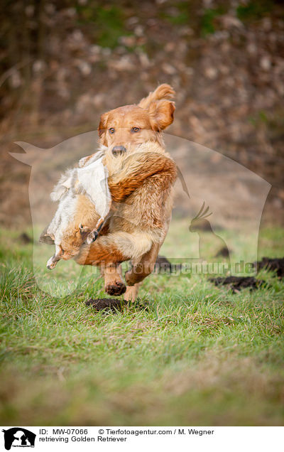 retrieving Golden Retriever / MW-07066