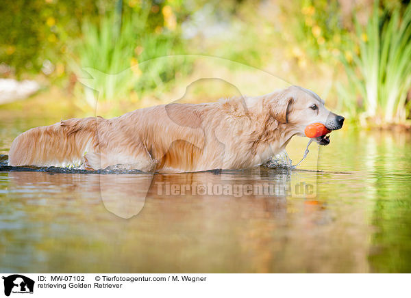 apportierender Golden Retriever / retrieving Golden Retriever / MW-07102