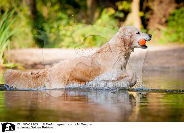retrieving Golden Retriever / MW-07103