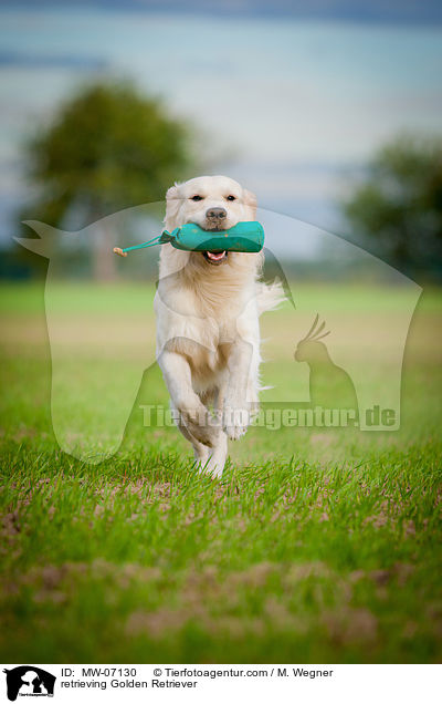 retrieving Golden Retriever / MW-07130