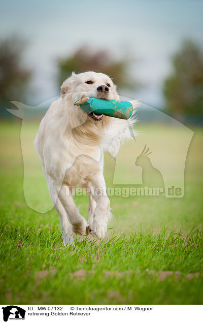 retrieving Golden Retriever / MW-07132