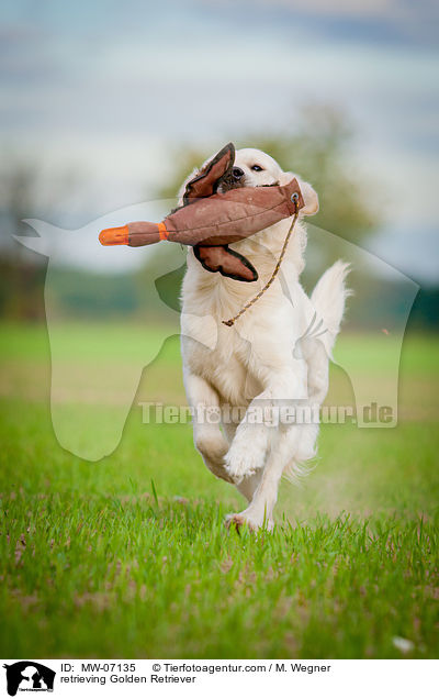 retrieving Golden Retriever / MW-07135