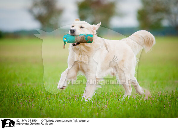 retrieving Golden Retriever / MW-07150