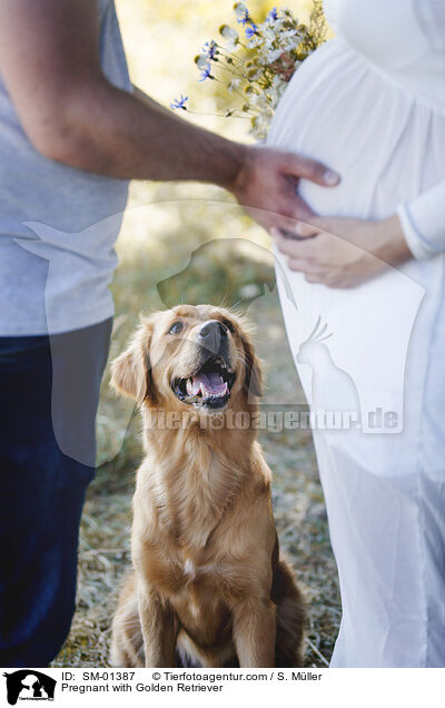 Schwangere mit Golden Retriever / Pregnant with Golden Retriever / SM-01387