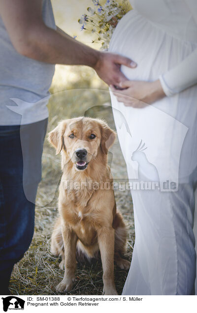 Schwangere mit Golden Retriever / Pregnant with Golden Retriever / SM-01388