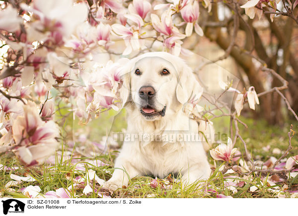 Golden Retriever / Golden Retriever / SZ-01008