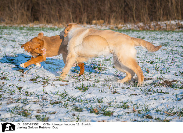 playing Golden Retriever Dog / SST-19352