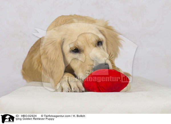 liegender Golden Retriever Welpe / lying Golden Retriever Puppy / HBO-02924