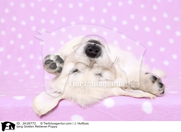 lying Golden Retriever Puppy / JH-26772