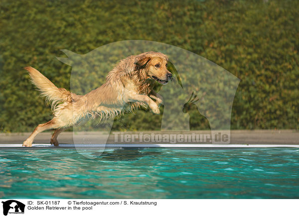Golden Retriever im Pool / Golden Retriever in the pool / SK-01187