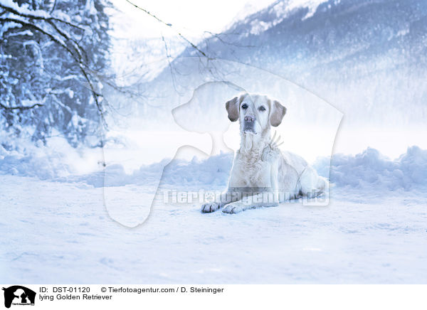 lying Golden Retriever / DST-01120